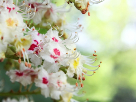 Aesculus hippocastanumの写真素材