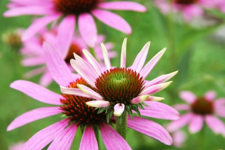 A blooming coneflower - echinacea purpureaの写真素材