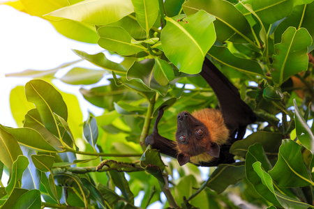 Flying Fox hanging upside down on the tree.の写真素材