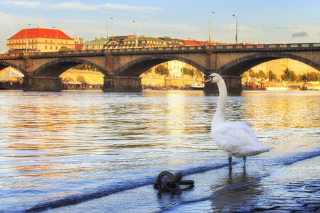 A white graceful swan stands on the stone pavement of the Vltava River in Prague.の写真素材