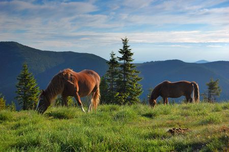 Horses who are grazed in mountains. The picture is made in the summer in mountains Carpathians, Ukraine.の写真素材