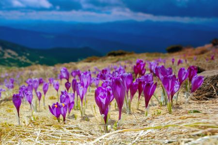 The first flowers - Crocuses. Blossom, as soon as snow descends. The picture is made in mountains Carpathians, Ukraine. Spring.の写真素材