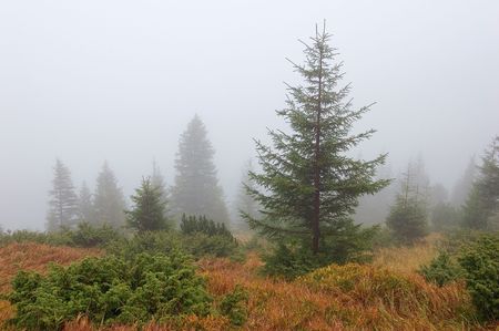 Autumn fog and fur-trees in mountains. Octoberの写真素材