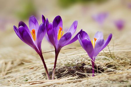 The first flowers - Crocuses. Blossom, as soon as snow descends.