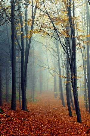 Autumn landscape in foggy wood with a trackの写真素材