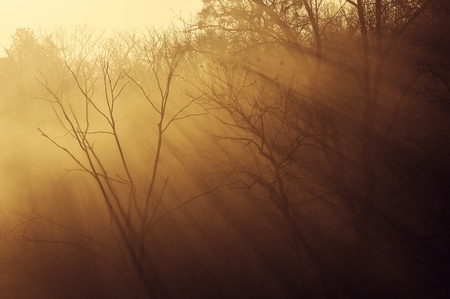 Morning sun rays make the way through branches of treesの写真素材