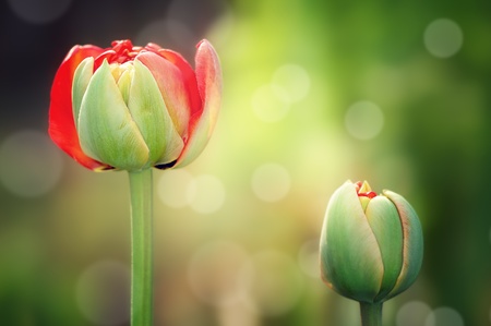 Wallpaper with Flowers of a tulipの写真素材