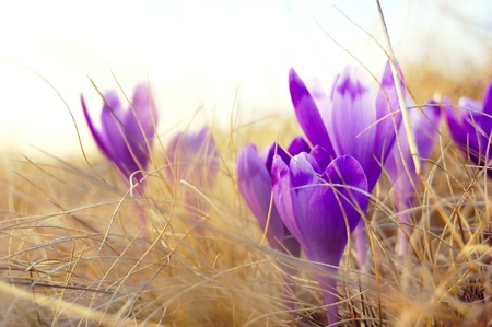 The first flowers - Crocuses. Blossom, as soon as snow descends.の写真素材