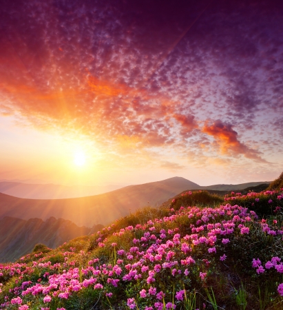 Spring landscape in mountains with Flower of a rhododendron and the sky with cloud Spring landscape in mountains with Flower of a rhododendron and the sky with cloud