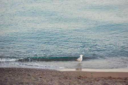 Background for design with a birdie a seagull on seacoastの写真素材
