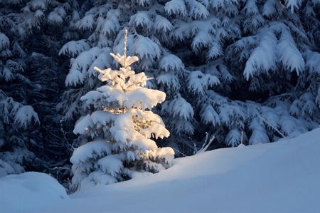 Winter background with a snow-covered wood landscape and a small fur-tree. Ukraine, Carpathiansの写真素材