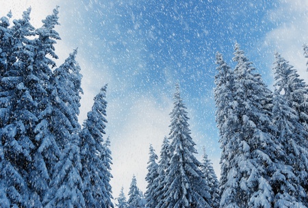Winter landscape with fur-trees and fresh snow. Ukraine, Carpathians