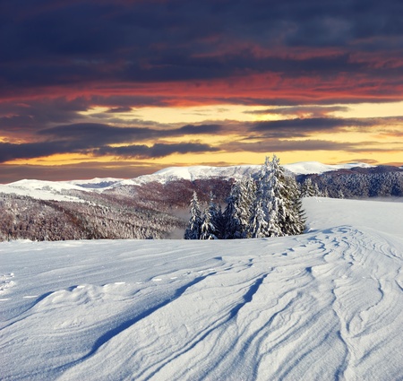 Winter landscape with fur-trees and fresh snow. Ukraine, Carpathiansの写真素材