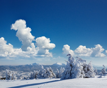 Winter landscape with fur-trees and fresh snow. Ukraine, Carpathiansの写真素材