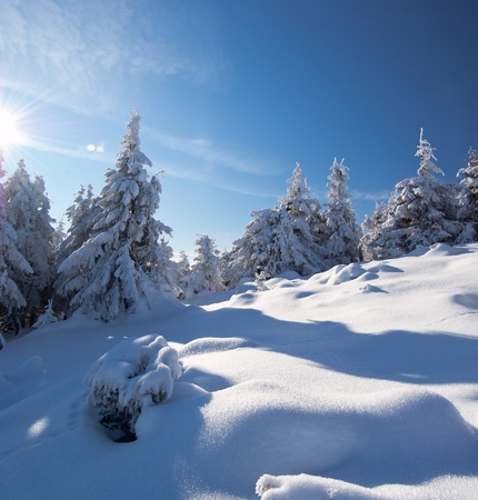 Winter landscape with fur-trees and fresh snow. Ukraine, Carpathiansの写真素材