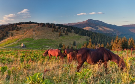 Summer landscape with a herd of sheep. Ukraine, the Carpathian mountainsの写真素材