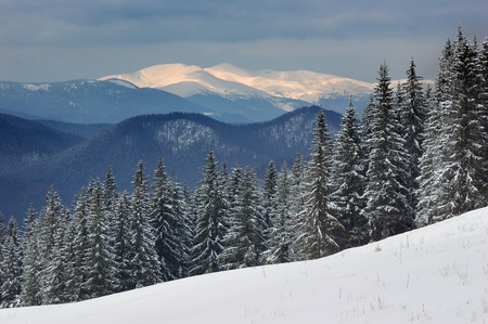 Winter landscape with fur-trees and fresh snow. Ukraine, Carpathians