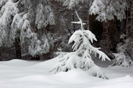 Winter background with a snow-covered wood landscape and a small fur-tree. Ukraine, Carpathiansの写真素材