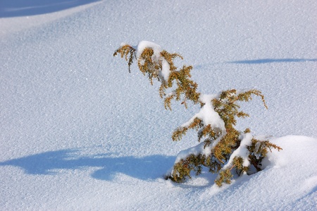 Winter background with a snow-covered wood landscape and a small fur-tree. Ukraine, Carpathiansの写真素材
