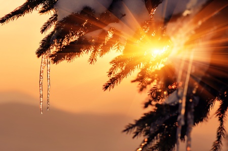 Fir branch with icicles at sunset. Winter background for designの写真素材
