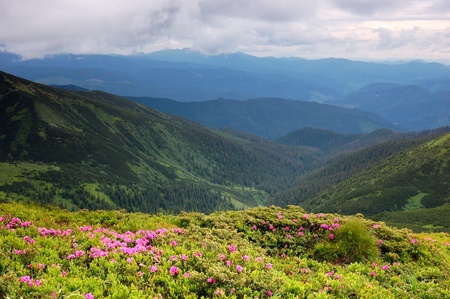 Spring landscape in mountains with Flower of a rhododendron and the sky with cloudの写真素材