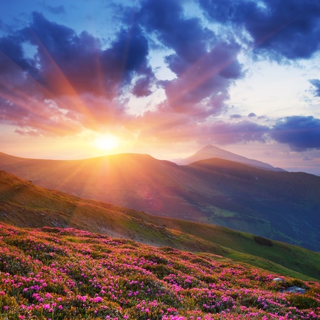 Spring landscape in mountains with Flower of a rhododendron and the sky with cloudの写真素材