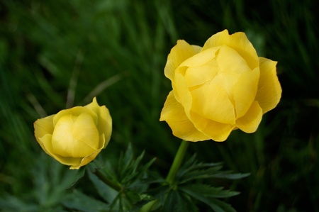 Yellow spring flowers on a background of green leavesの写真素材