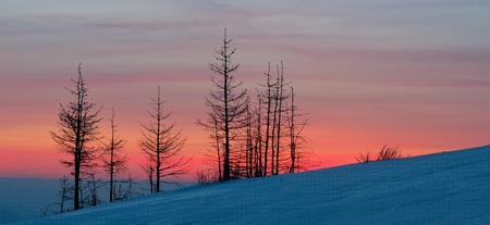 Winter landscape with a sunset and fir-treesの写真素材