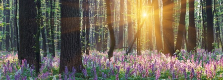 The first spring flowers in woodの写真素材