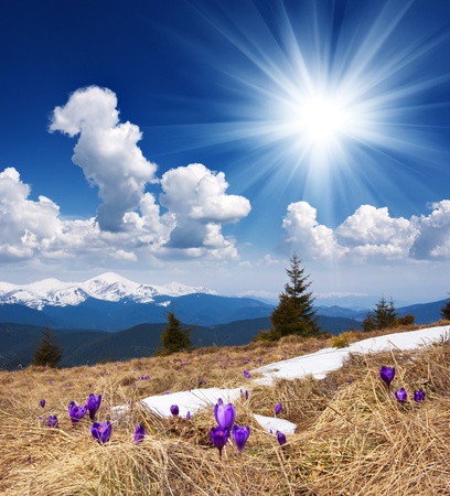 Spring landscape in the mountains with the first crocuses flower  Ukraine, the Carpathian mountainsの写真素材