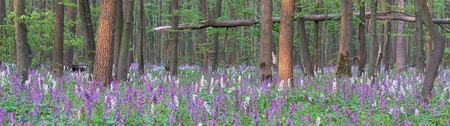 The first spring flowers in woodの写真素材