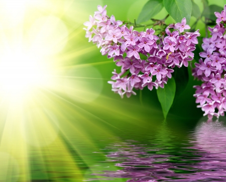 Background for design  Lilac pink flowers on a background of green leavesの写真素材