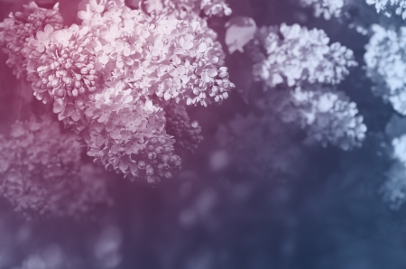 Toned background for the design of lilac flowers