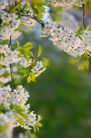 Flowering cherry branch on a background of green leavesの写真素材