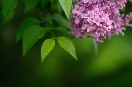 Background on a spring theme with a lilacの写真素材