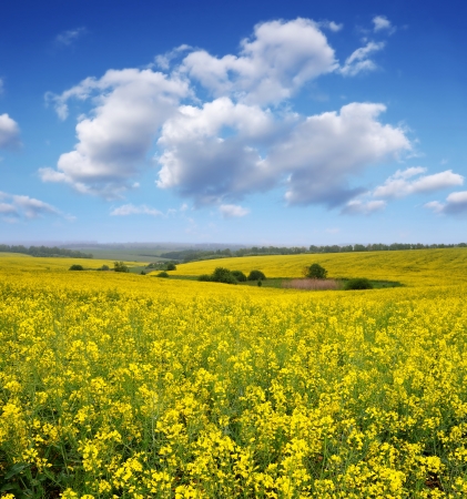 Rapeseed field in the afternoon  Yellow flowers and blue sky with cloudsの写真素材