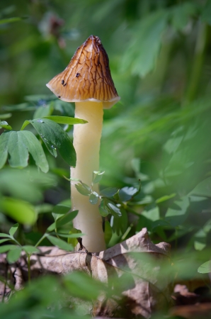 Mushroom in the woods on a sunny dayの写真素材