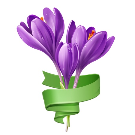 Illustration of spring flowers crocus with green ribbon on a white background