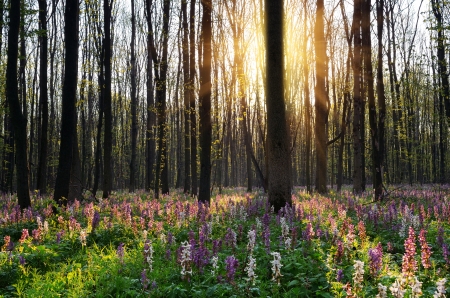 Spring flowers in the sun  Woodland springの写真素材
