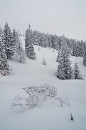 Cloudy day in a mountain forest in winter  Carpathians, Ukraine の写真素材