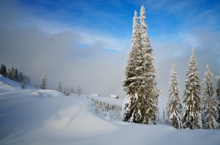 Sunny winter landscape in a mountain forest. Carpathians, Ukraineの写真素材