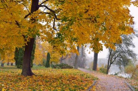 Autumn landscape in park with yellow maple treesの写真素材