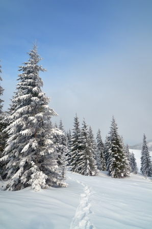 Trail in the snow in a mountain forest in winterの写真素材