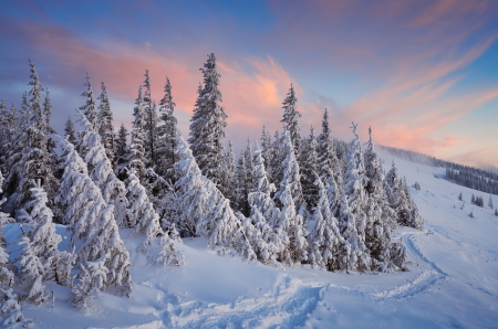 Winter landscape with a mountain forest  Sunset in the mountain valley  Carpathians, Ukraineの写真素材