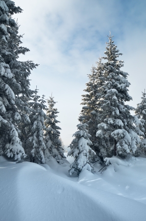 Snow-covered pine forest in winter in a mountain valleyの写真素材