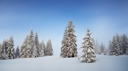 Winter panorama with fir trees in a mountain valleyの写真素材