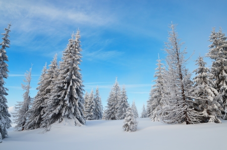 Winter landscape with snow-covered forest in a mountain valley  Ukraine, Carpathiansの写真素材