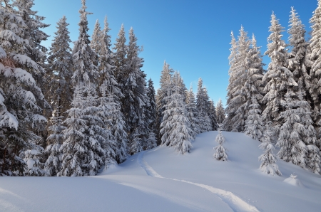 Coniferous forest in a mountain valley  Carpathians, Ukraineの写真素材