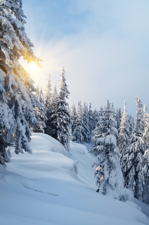 Daytime landscape in winter forestの写真素材