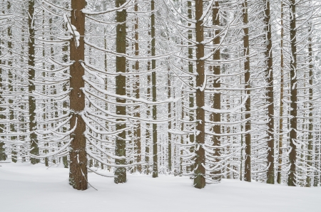Winter landscape with snow-covered pine forest in winterの写真素材